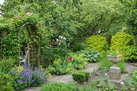 Country garden with trellis arch with honeysuckle and clematis. Path flanked with Geranium magnificum, Alchemilla mollis, roses, hosta and Choisya ternata 'Sundance' trimmed to shape.