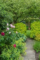 Country garden with path flanked with Alchemilla mollis, roses, hostas and Choisya ternata 'Sundance' trimmed to shape. Apple tree beyond.