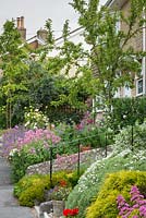 View along steeply sloping front gardens with Centranthus ruber, pelargoniums, Erysimum 'Bowles's Mauve', roses, heather, hebe and Gladiolus byzantinus.