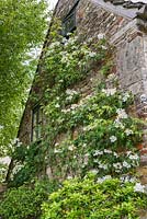 Rosa brunonii trained on gable wall of house