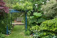 Fatsia japonica 'Variegata' and Gunnera manicata in shady border with hostas and Isotoma axillaris 'Blue Star'. Blue painted pergola. Cercis canadensis 'Forest Pansy', Salix integra 'Hakuro Nishiki'. View to raised gravel plinth with teak bench