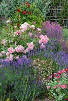 Mixed border with lavender, diascia, pink rose and Salvia verticillata 'Purple Rain'