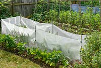Well tended vegetable garden. Fine plastic mesh protection against carrot fly.