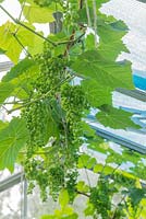 Vitis vinifera. Bunches of grapes developing in apex of small greenhouse