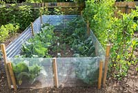 Well tended vegatable garden. Brassicas with bird protection