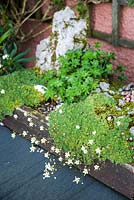 Alpine trough on slate table with saxifrage, sedum and small form of alchemilla. Windy Hall, Windermere, Cumbria, UK