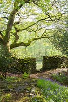 Drystone wall running between woodland garden and adjoining field with oak and bluebells. Windy Hall, Windermere, Cumbria, UK