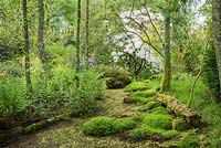 Luscious mounds of moss are encouraged in the woodland garden. Windy Hall, Windermere, Cumbria, UK