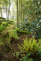 Woodland garden with mosses and ferns below trees and shrubs including large leaved Chinese rhododendrons. Windy Hall, Windermere, Cumbria, UK