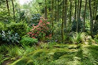 Woodland garden full of rhododendrons, pieris, camellias and azaleas that enjoy the area's acid soil. Windy Hall, Windermere, Cumbria, UK