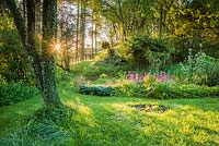 Bog garden illuminated by dawn sunlight includes Primula pulverulenta, hostas, ferns and lysichiton. Windy Hall, Windermere, Cumbria, UK