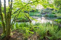 Ferns, gunnera and irises beside the pond, framed by the katsura tree, Cercidiphyllum japonicum. Windy Hall, Windermere, Cumbria, UK