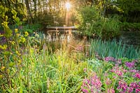 Dawn sunlight breaks through mist and trees above the pond with moored canoe, surrounded by magenta Primula pulverulenta, Carex pendula, ferns and irises. Windy Hall, Windermere, Cumbria, UK