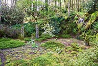 Quarry garden from where stone was quarried to build the house, now inspired by Japanese gardens and a love of wild plants including mosses and lichens, here carpeting foliose peltigera. Windy Hall, Windermere, Cumbria, UK