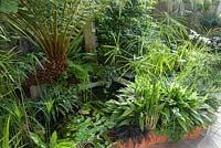 Conservatory built between the house and the rocky outcrop behind it, is home to a range of plants that would not survive in the open garden including a tree fern, Dicksonia antarctica, Cyperus involucratus and aspidistras. Windy Hall, Windermere, Cumbria, UK