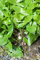 Arisarum proboscideum, also known as the mouse plant. Windy Hall, Windermere, Cumbria, UK