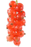 Ribes rubrum - Redcurrant 