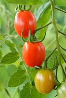 Solanum lycopersicum 'Romello' - Cherry plum tomato. Blight resistant determinate bush tomato. syn. Lycopersicon esculentum. Ripe and unripe fruit 