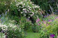 A grass path through double herbaceous borders with cottage style plants including aconites, feverfew, leucanthemum, centaurea, hardy geranium, prairie mallow and tobacco plant. At the far end Rosa 'Belvedere' rambling over a pergola.
