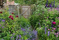 A cottage garden border planted with hardy geranium, campanula, delphinium, foxglove, feverfew, mallow, sweet William and catmint.