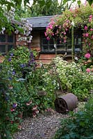 A cottage garden with cast iron roller by clump of white feverfew, in front of a wooden summerhouse covered with Rosa 'Dorothy Perkins' and Clematis 'Etoile Violette'.