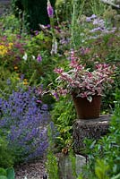 A tree stump as a pedestal for a terracotta container planted with Fuchsia 'Tom West'.