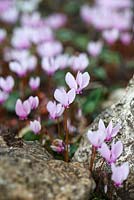 Cyclamen hederifolium naturalised and growing between stones