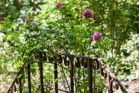 Old, rusty iron railing with Rosa 'Mme. Isaac Pereire - June, Le Jardin de Marguerite