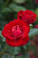 Rosa 'Ruby Anniversary'