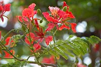 Delonix regia - Flame tree with flowers in Tanzania, Africa
