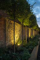 Night lighting under Carpinus betulus - Hornbeam trees by a flint wall with perennial planting including Verbena bonariensis in October. Design and Build: J Winter Landscapes Ltd