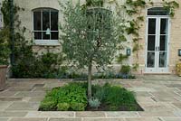 Stone paving by kitchen, Olea europaea - Olive tree in herb bed with Allium schoenoprasum - Chives in flower, Lavandula - lavender, Thymus and Mentha - mint,  September. Town house, Design and Build: J Winter Landscapes Ltd