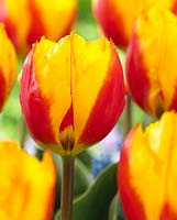 Tulipa Flair Fringed