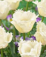 Tulipa Honeymoon