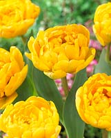 Tulipa Yellow Pomponette