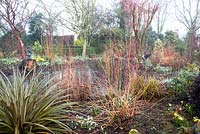 Garden bed in winter with Astelia chathamica 'Silver Spear' Galanthus, Narcissus and Cornus sanguinea 'Midwinter Fire' overlooking a pond at Weeping Ash, Glazebury, Cheshire February 