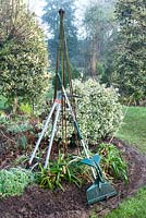 Garden in winter with garden tools resting against metal obelisk in flowerbed with Ilex Galanthus Dicentra and Euonymus fortunei at 'Weeping Ash', Cheshire, February
