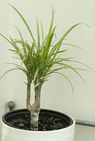 Restoration of Dracaena palm  - New growth and new plant within a few months