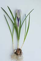 Crocus 'King of the Striped' showing cormlet - demonstrating plant vegetative reproduction 