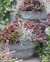 Winter container with Leucophyta brownii syn. Calocephalus brownii, Erica and Pernettya mucronata syn. Gaultheria mucronata  