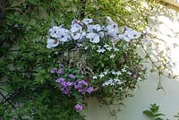 Hanging basket with white Petunias and annual Lobelia intertwined with leaves of a Jasminum on the side of the house. June