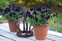 Viola sorbet series, dark purple pansies in terracotta pots on a wooden bench in June.