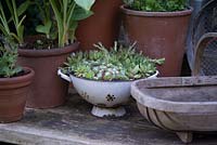 Semperviviums - house leeks in an old enamel colander with terracotta pots and a wooden trug. June