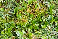Potamogeton polygonifolius - Bog Weed, emerging through Sphagnum Moss