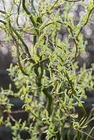 Salix 'Erythroflexuosa' in Spring