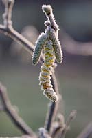Corylus aveliana - Hazel catkins in frost