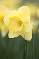 Narcissus 'St Patrick's Day'