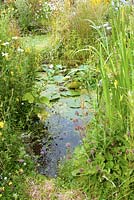 Small natural wildlife garden pond with shallow sides and adjacent meadow area.