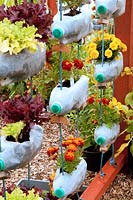 Recycled plastic bottles hanging on a wooden frame used as planters for lettuce and marigold plants.  RHS Tatton Flower Show 2015