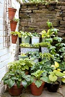 Arrangement of Hosta planted in various pots and containers on stone path by walls